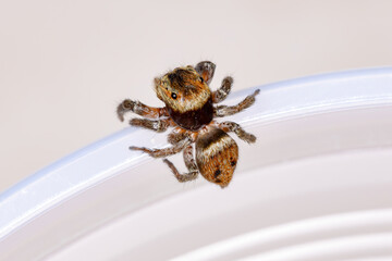 Adanson's House Jumping Spider of the species Hasarius adansoni