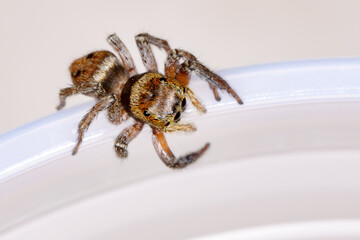 Adanson's House Jumping Spider of the species Hasarius adansoni