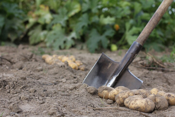 fruits of potatoes on the background of a shovel in the garden. freshly dug crop