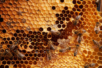 Bees working on a honeycomb, macro shoot