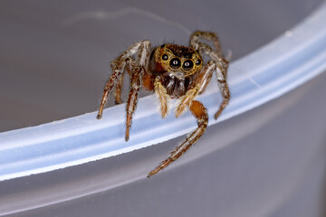 Adanson's House Jumping Spider of the species Hasarius adansoni