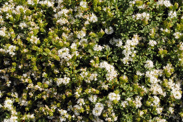 Fototapeta premium Close Up View of Small White Flowers on Bushy Green Plant