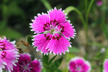 Obraz premium Indian Pink,China Pink flower or Dianthus chinensis