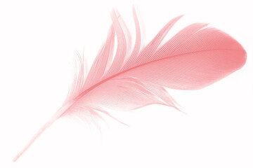 Obraz premium pink feather isolated on white background