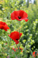 Obraz premium red poppy flower on nature background