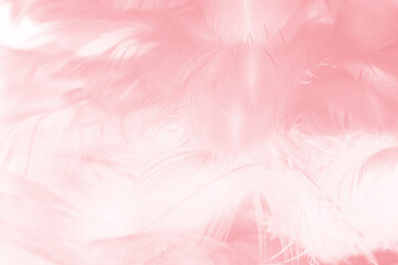 Fototapeta na wymiar pink feather pattern texture background