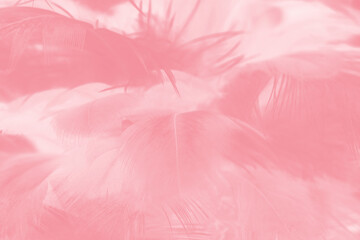 Fototapeta na wymiar pink feather pattern texture background
