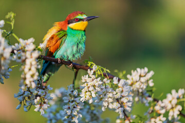 colorful wild bird among beautiful flowers