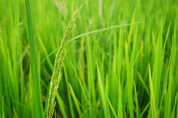 Fototapeta na wymiar green wheat field or ears rice in the field 