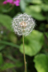 Dandelion with seeds blowing away in the wind. Dandelion seeds in nature on green background
