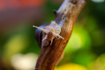 Large snail on a tree branch. Burgudian, grape or Roman edible snail from the Helicidae family. Air-breathing gastropods.