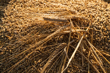 Agricultural field. Ripe ears of barley. The concept of a rich harvest.