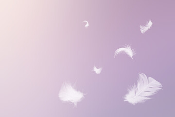 White feathers floating in the sky  purple pastel tone with sunlight