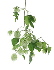 Fresh hops, humulus lupulus isolated on white background with clipping path