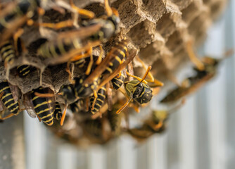 Wasp nest with its dangerous inhabitants wasps, macro photography