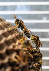 Wasp nest with its dangerous inhabitants wasps, macro photography