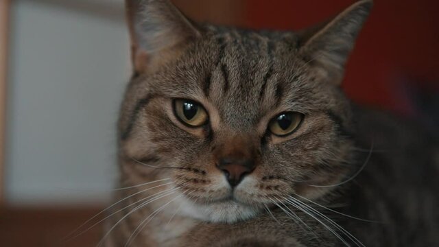 Lazy young british cat is bored, laying and looking into camera, slow motiom close up portrait.