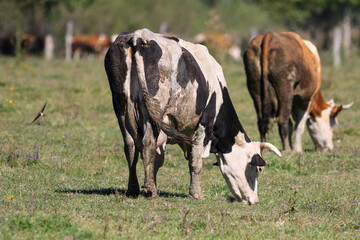 Two cows graze in a pasture