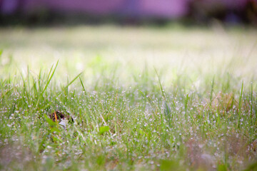 race on the green grass