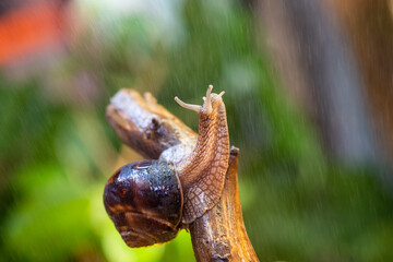 Large snail on a tree branch. Burgudian, grape or Roman edible snail from the Helicidae family. Air-breathing gastropods.