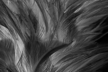  feather dark black with light abstract background