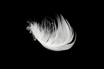 Beautiful  white feather floating in air isolated on black background