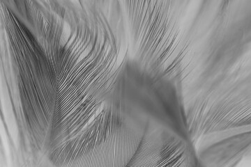  feather dark black with light abstract background