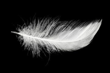 white feather on black background