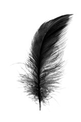  black feather on white background
