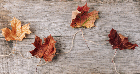 Autumn composition of dry leaves on an old Board