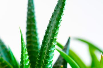 Closeup of a green suculent plant