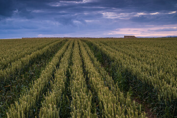 field of wheat, looking towards a stormy summer sky