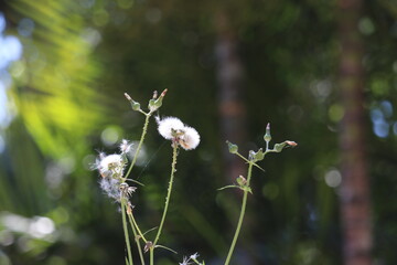 Crecimiento Floral