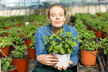 Portrait of positive young woman gardener holding peppermint seedlings in pot at greenhouse ..