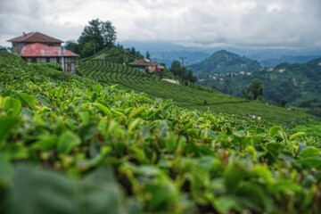 Fototapeta na wymiar tea fields of Rize 