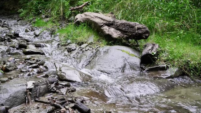 A beautiful mountain stream flows into the bottom of the stone rotten tree 4 k