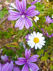 Fototapeta premium Beautiful pink flowers and white daisies