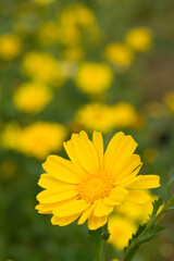 黄色い春菊の花