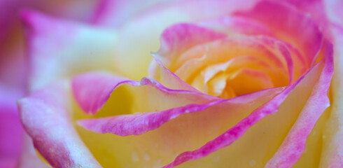 Yellow rose close up with water drops .Birthday card.