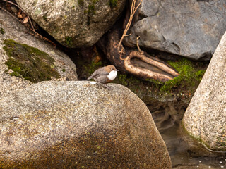 A white-throated dipper perched on top of a rock in a stream in spring stream with its eyes closed