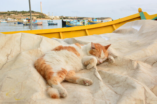 Sleeping cat in a boat