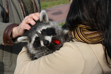 Raccoon in a red collar on the girl's arms looking at the camera © Anna