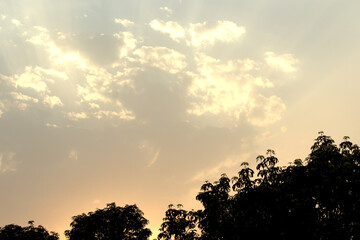 beautiful colorful sky in the evening with clouds and shaded tree.