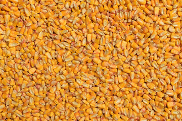 Corn seed heap top view