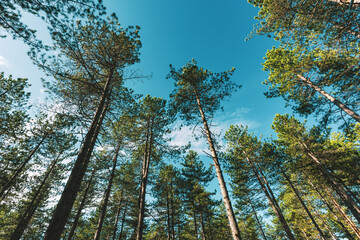 Pine tree forest at Zlatibor region in Serbia