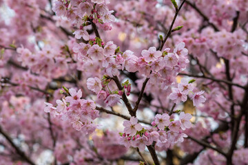 Obraz premium 少し早めの桜！ 有名なソメイヨシノより少し早く満開を迎えていました。ソメイヨシノに比べ紅色が強めで、おそらくは陽光桜だと思います。