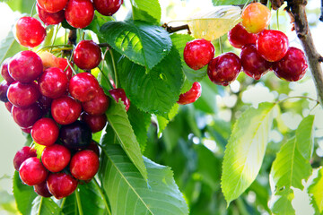 Red big Cherries hanging on a cherry tree branch.