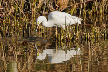 ダイサギの捕食！
一般には白鷺と呼ばれる白いサギ。その中の一種ダイサギが小さな魚を捕食しました。