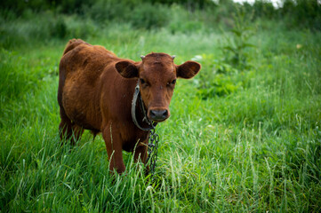 Calf in the pasture. A young bull stands on a chain in the grass. The calf grazes in the grass. Livestock.