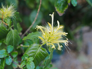 シャウエリア・フラビコマ